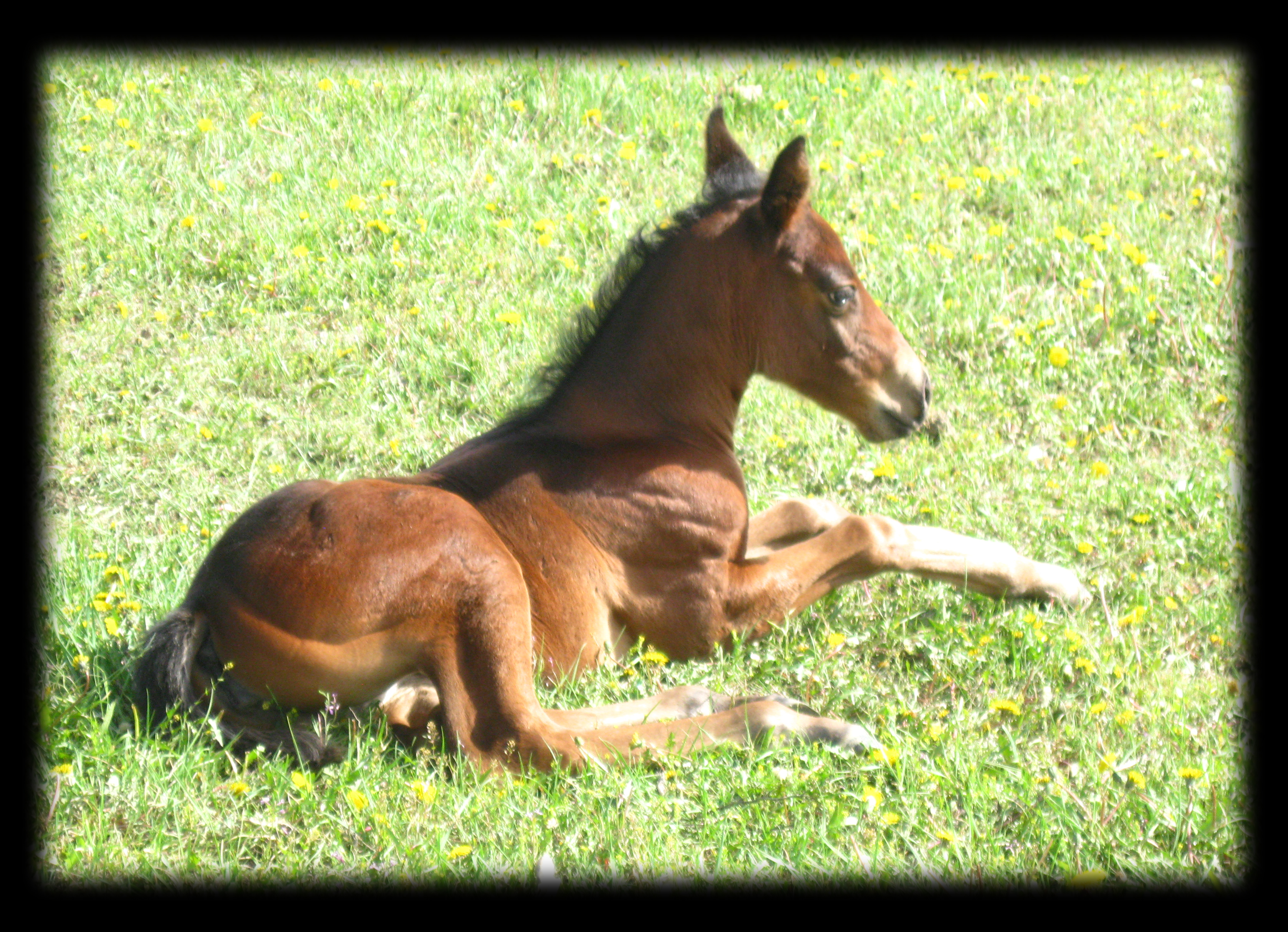 Bay Filly, Buck Hancock , Plenty Try and Bar U Champ Binder